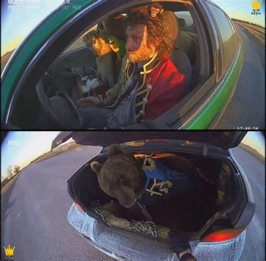 Infamous Boundaries on Instagram: "Circus Worker Arrested After Trying to Save Every Animal. A young circus worker was arrested after stealing a car and loading it with animals in a desperate attempt to free them from what police have confirmed was an illegal circus. He had lived there since fleeing an orphanage years ago, paid only in food, and finally reached a breaking point. He drove off with a juvenile bear in the trunk and a monkey and sheep in the backseat, hoping to set them all free. Th
