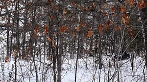 Eight snowmobiles ride on the snow through forest on groomed trail in northern Minnesota on a winter day. Riders enjoying a fun winter activity.
