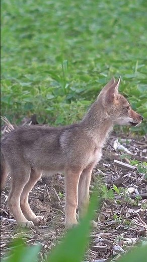 Superstar in the making! #hunting #wildlife #wildanimals #coyote #mfk #foxpro #animals