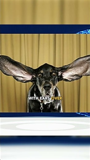 This Dog Has the Longest Ears in the World 😳🐶
