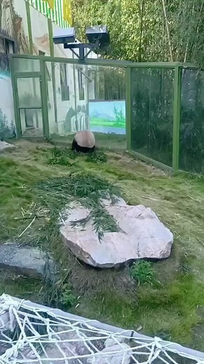 Did you see it? This action is too flexible # giant panda # magic animal in tiktok # mascot # cute and cute # national treasure