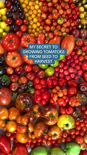 How to Grow Tomatoes from Seed to Harvest
