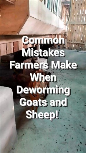 Common Mistakes Farmers Make When Deworming Goats and Sheep! Deworming is meant to protect your animals — but when done wrongly, it can cause more harm than good. Here are mistakes many farmers make without realizing it: • Deworming without confirmation – not every weak animal has worms • Using the wrong drug for the type of parasite present • Incorrect dosage – underdosing builds resistance, overdosing causes toxicity • Deworming too frequently without a proper schedule • Using expired or poorl