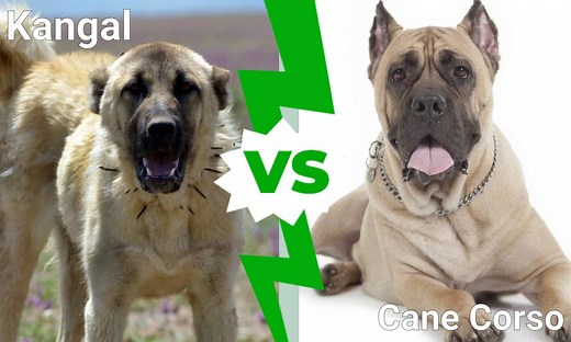 Kangal vs. Cane Corso: What’s the Difference?