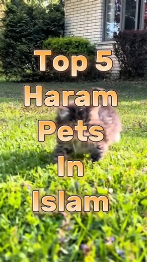 Top 5 Haram Pets In Islam #shorts #trending #viral #haram #islam