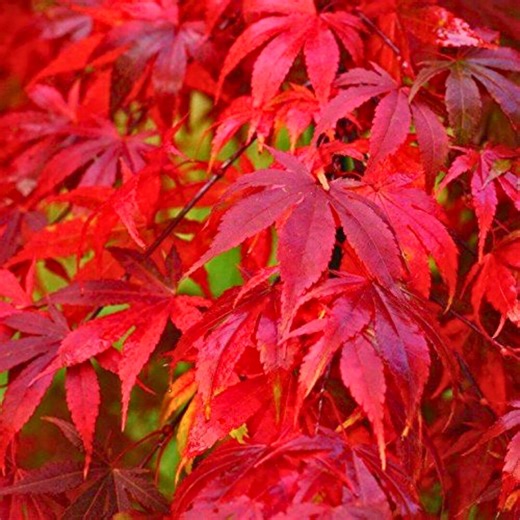 2.5 Fireglow Upright Red Japanese Maple Tree – Acer Palmatum With Bright Red Foliage, Ornamental - Etsy