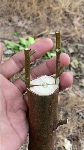 commonly used grafting methods.