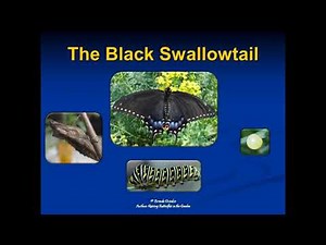 Black Swallowtail Life Cycle