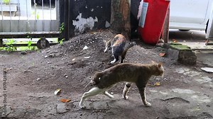 cat when pooping in the sand, then bury it by scratching the ground