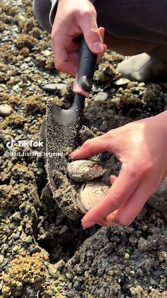 Got my clams!! #clam #seafood #viral #shellfish #food