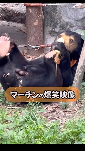 マーチンよ…どうしてそうなった🤦🏻‍♀️爆笑 #マレーグマ#マーチン#のんほいパーク#動物園#東山動植物園