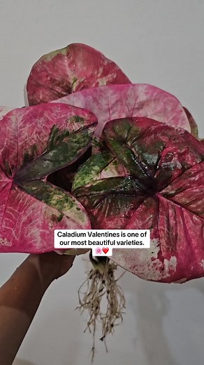 Caladium Valentines is one of our most beautiful varieties.🌸❤️ #prasertcaladium #caladium #caladiumthailand #caladiumlovers #caladiumbicolor