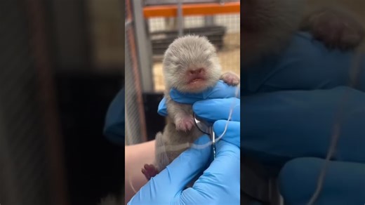 Otters share playful moments in the zoo habitat