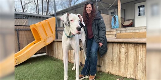 Deaf Great Dane rescue in the running for world’s tallest living dog