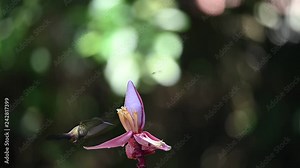 Blue hummingbird Violet Sabrewing flying next to beautiful red flower. Tinny bird fly in jungle. Wildlife in tropic Costa Rica. Two bird sucking nectar from bloom in the forest. Bird behaviour