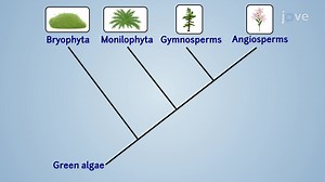 Video: Introduction to Plant Diversity