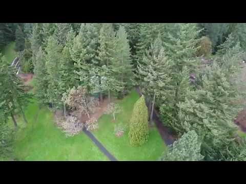 Drone video shows trees swaying in high winds at Hoyt Arboretum