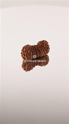 26 Mukhi Rudraksha 21.52 mm Java Bead | Grade A Large Genuine Natural #26mukhi #javarudraksha