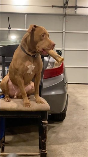 My dogs arguing over a 🦴