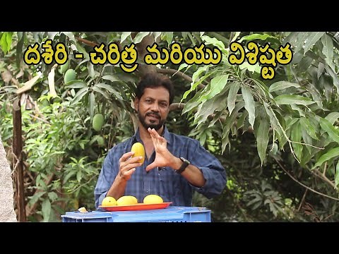 దశేరి - చరిత్ర మరియు విశిష్టత | Dasheri Mangoes History | Dasheri Importance & Significance