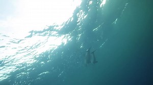 There are few things more joyful than encountering a #WildAndFree baby dolphin! 🐬Visit some wild dolphins with us in VR by going to bit.ly/DolphinProjectVR #DolphinProject #KeepThemWild | Dolphin Project