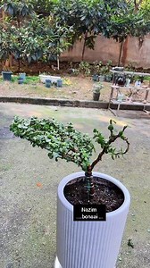 Regular pruning of Jade Plant (Crassula ovata) for this Jade Plant Peacock | Nazim's Bonsai