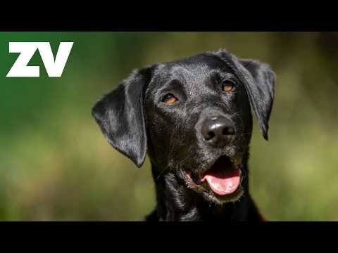 How to take the perfect doggy portrait!