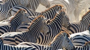 Nature - Great Zebra Exodus Preview - Twin Cities PBS