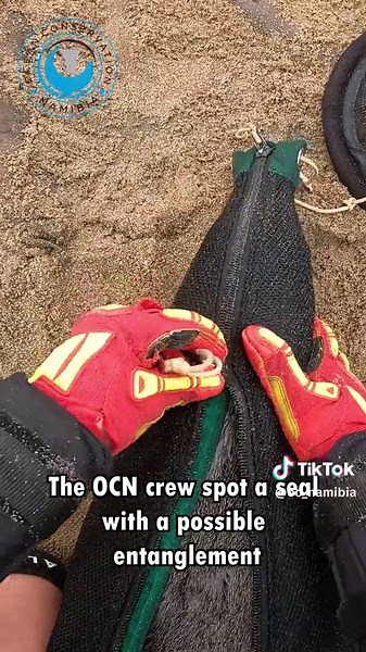 Rescuing Baby Seals from Lethal Entanglements | Ocean Conservation