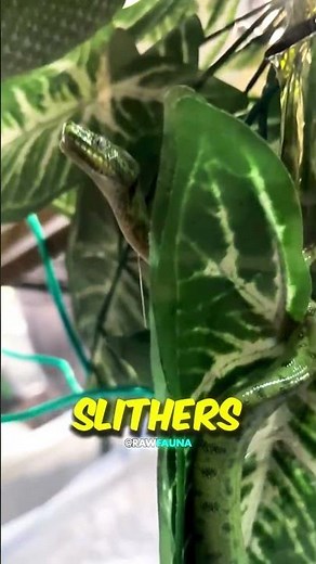 This Snake’s “Poop” Will Shock You! 🐍