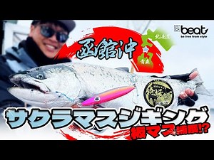 [Cherry Blossom Trout Jigging] Hakodate Bay is hot! Catch the legendary 3kg+ flathead trout!? [fi...