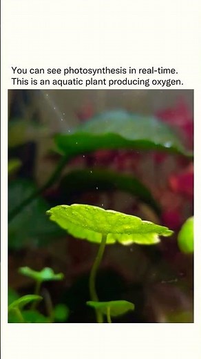 Watch Photosynthesis in Action 🌱💧| Oxygen Bubbles from Elodea | Presentation of Oxygen production