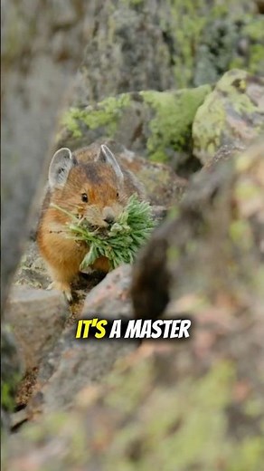 The Pika The Tiny Mountain Farmer 🐰🌿 #shorts