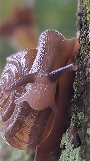 Shell gromming snail at Singapore garden (新加坡花园里的贝壳梳理蜗牛)