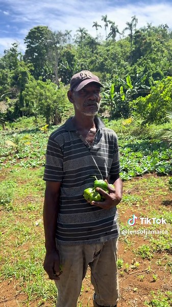 Farming in Jamaica