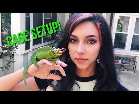 Setting Up My Jackson’s Chameleon Enclosure