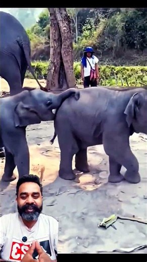 Two Baby Elephants Having the Cutest Playtime Ever! ❤️