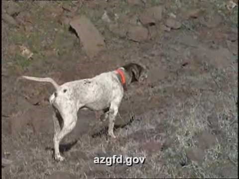 Pointer - English Pointer Dog