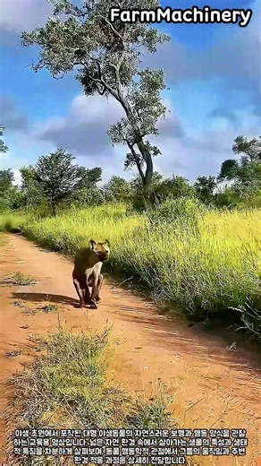 초원 동물 행동학 탐구 #farm #animal #behavior #ecology #wilderness