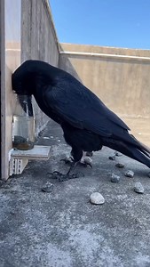 Genius Crow Brings Aesop's Fable to Life! 🧠✨ Watch this incredibly smart crow demonstrate problem-solving skills that will blow your mind! This brilliant bird is recreating the classic "Crow and the Pitcher" fable in real life, strategically using rocks to raise the water level so it can reach its drink. 🪨💧 Crows are among the most intelligent creatures on Earth, capable of using tools, solving complex puzzles, and even remembering human faces. This viral moment perfectly showcases their incr