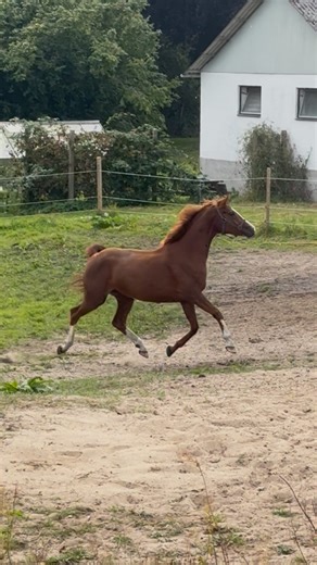 Linette Christensen on Instagram: "Maybe they are just trying to tell you…. ‘The chestnut mare’ bullshit is something that always get on my nerves. They are NOT just spicy horses with the same color and gender, they are horses who try to tell you that you are doing something dum ❤️‍🔥 Be better! . . . #chestnutmare #redmare #horses #fyp #equestrian"