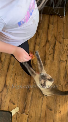  She’s really working for it! #siamese #siamesekittens #christmaskittens | Siamese Kittens for adoption in Michigan | Facebook