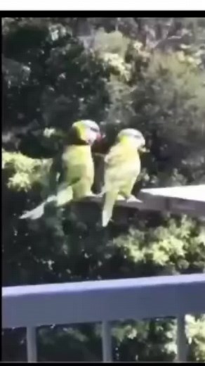 Aboriginal Parrots
