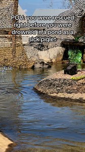 22K views · 1.3K reactions | Meet Tiny Tim, or “TT” as we lovingly...