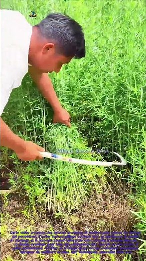 Astuces malines pour couper les herbes et éviter le gaspillage
