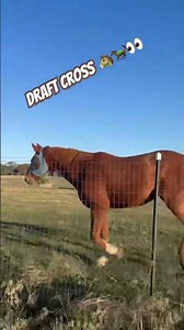 Meet Megatron (yes, his name is Megatron) 😂😬😉