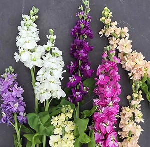 [Hot Item] Matthiola Incana Seeds Sell Violet Seeds