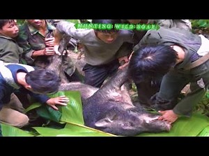 HUNTING WILD BOAR IN LAOS