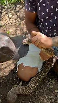 Rattlesnake spits a kilo of venom #animals #shorts