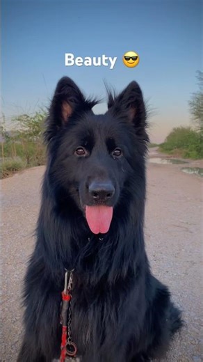 Beautiful black German shepherd 😎💪🏻#shorts #viralshorts #germanshepherd